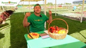 Обзор малоуходных томатов. Посадил и забыл!