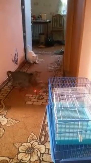 ИГРЫ С ЛАЗЕРНОЙ УКАЗКОЙ смотреть онлайн