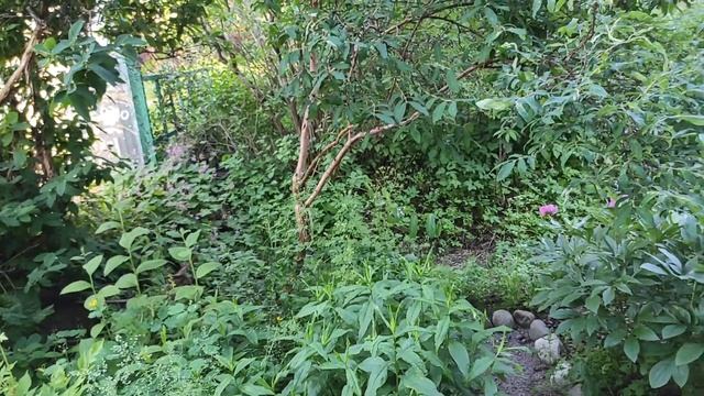 28-ДАЧА..Мульча для клубники..и обнаглевшие птицы.3часть(18.06.-20.06.21.) смотреть онлайн