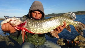 Рыбалка на крупную Щуку и Судака.