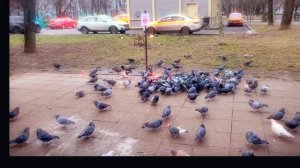 Постижимое чудо