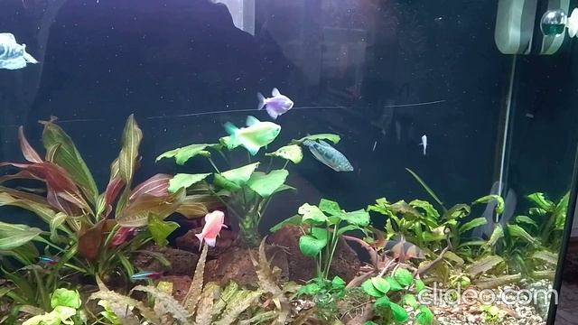 Мои аквариумы 19.12.2025г. смотреть онлайн