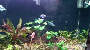 Мои аквариумы 19.12.2025г.