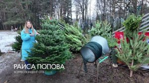 Выбор идеальной елки