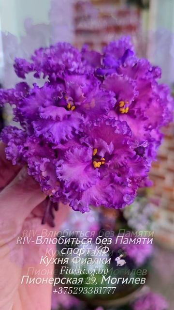 🐇🍒🍒RIV-Влюбиться без Памяти спорт КФ. Еще один сорт с уникальной особенностью изменения основного смотреть онлайн