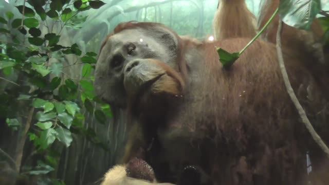 Музей естествознания в Хельсинки