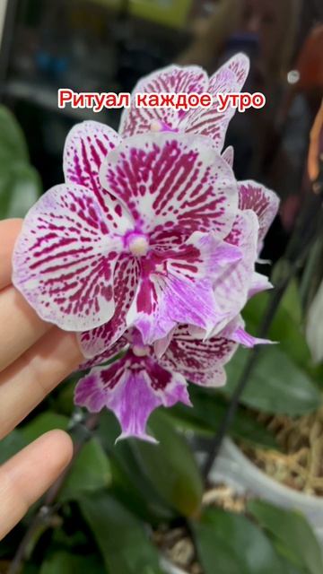 Мой ритуал каждое утро! смотреть онлайн