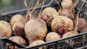 Забытый РЕЦЕПТ 70-х годов! Так готовили наши ПРАБАБУШКИ!