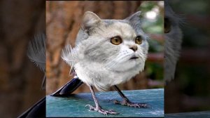 Внебрачный сын Меовла