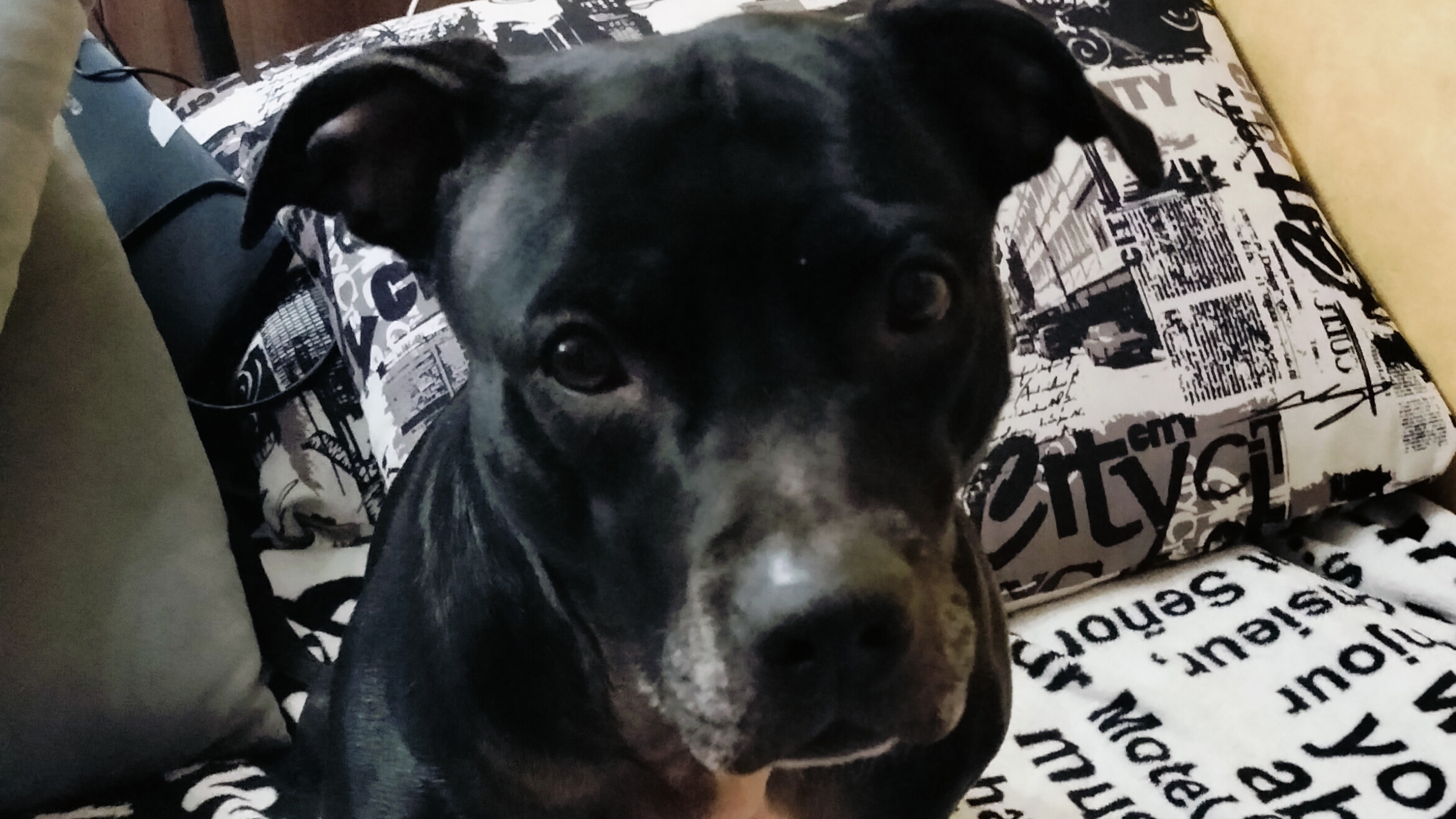 Питбуль и резиновая игрушка смотреть онлайн