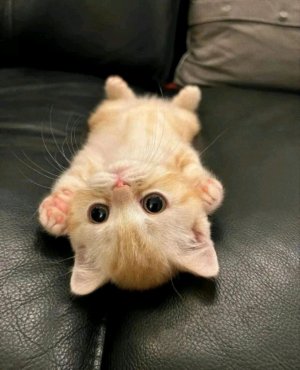 туториал на бумажную собаку