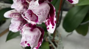 Орхидеи🌺 Вести с полей🪴🦋🥰 Часть 1