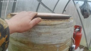 Переработка зелёного стебля махорки.