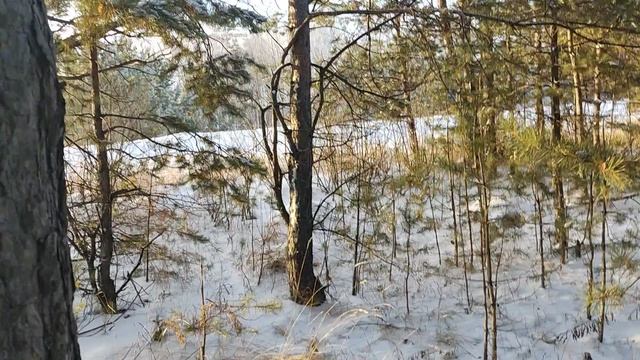 Поход в лес смотреть онлайн