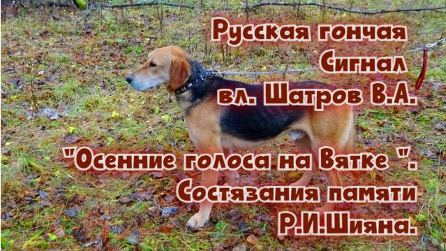 Русская гончая Сигнал вл. Шатрова В.А."Осенние голоса на Вятке - 2013".Состязания памяти Р.И.Шияна.