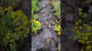 Разнообразная,красивая природа.mp4