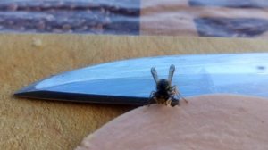 Оса vs Колбаса в Абхазии