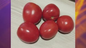 Томаты для открытого грунта.  Какие сорта оказались более устойчивы к похолоданиям.  г. Киров