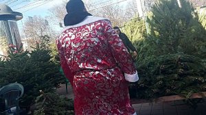 Дни летят...Кабинет готов. Живые ёлки в Краснодаре. Сколько стоят?