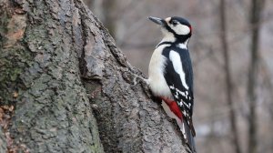 Небольшая зарисовка с дятлом