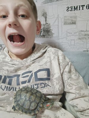 день Шустрого