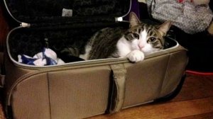 В далёких и Ницце и Каннах 1в! 3дб - стихи Виктора Левашова, Ярославль.