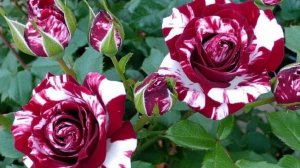 ВСЯ ПРАВДА О РОЗОЧКЕ (клоунада не пройдёт)