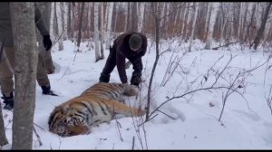 Тигра отловили охотоведы возле поселка Сита