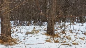 Белка сменила шубку