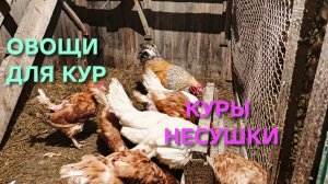 Жизнь в деревне Куры-несушки Как скормить курам правильно тыкву ведь просто так они её есть не хотят