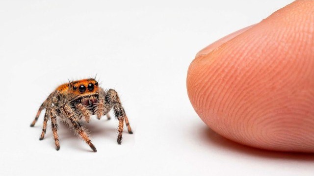 Я ПОДРУЖИЛСЯ С САМЫМ УМНЫМ ПАУКОМ В МИРЕ смотреть онлайн