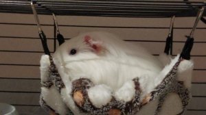 Смотреть Морская свинка на RUTUBE: подборки видео - онлайн бесплатно