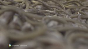 Секретное средство от паразитов: найдите его в своей кухне!