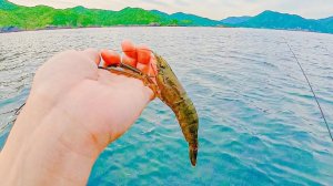 Просто брось креветку в воду и гигант атакует.