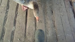 Новые жители сказочного королевства.