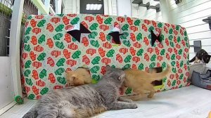 КОТЯТА В ЗООГОРОДКЕ