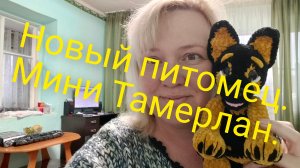 Туманный край.Жизнь на юге.Новый плюшевый питомец.