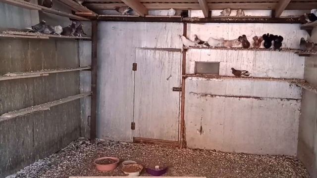 ПРОДАЖА ШИРОКОХВОСТЫХ БАКИНЦЕВ. смотреть онлайн