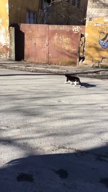 Котик из Таллинна #cat #cats #tallinn #кот #коты