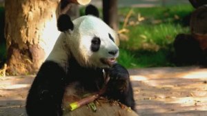 МУЗЫКА, ПРОБУЖДАЮЩАЯ САМЫЕ ТЁПЛЫЕ ЧУВСТВА