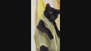 #смешныевидео -494