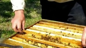 Проверка воспиталки на наличие свищевых маточников #пчеловодство