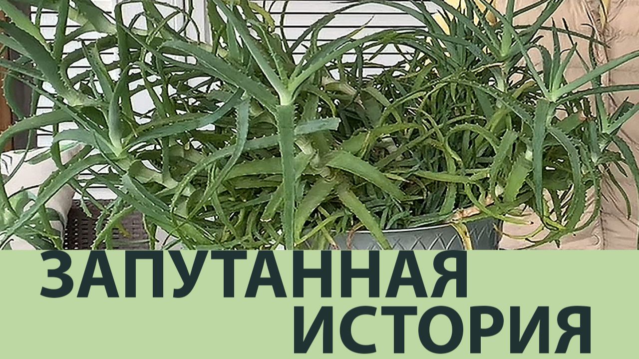 Рассаживаем алоэ: деление куста и укоренение отростков | Советы для начинающих