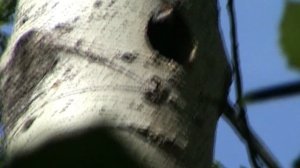 14 05 2019 в лесу