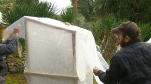 В сочинском дендрарии применили новый материал для защиты экзотических растений