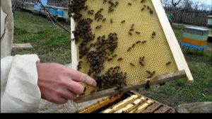 Пробная  рамка с вощиной весной