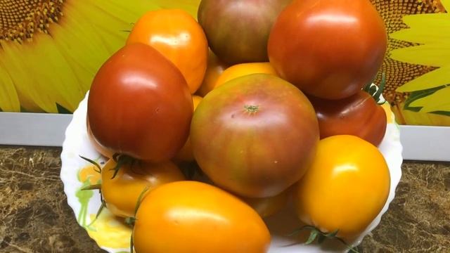 Томат Домато Тета Катико - ранний, крупный, вкусный! №1052. 2023 год.