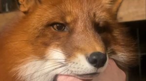 Лиса-Алиса. Спокойный вечер с Игнисом