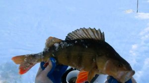 Зимняя рыбалка на Печоре № 8 \ Трофейный окунь \ Рекорд побит \ 15 - 16.12.25