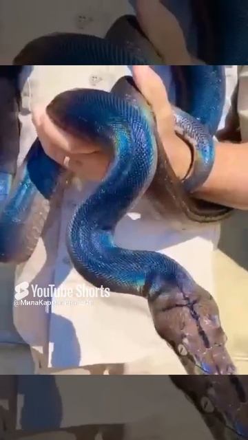 Красивая лучистая змея